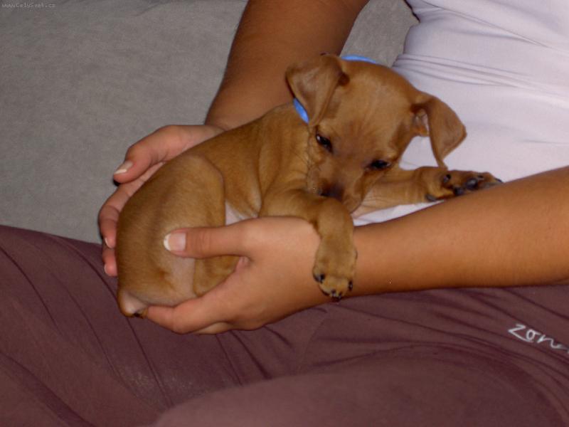 Foto: Trpasli�� pin� 2 m�s�ce