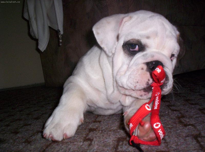 Foto: N� Fanda-tady mi byly 3 m�s�ce