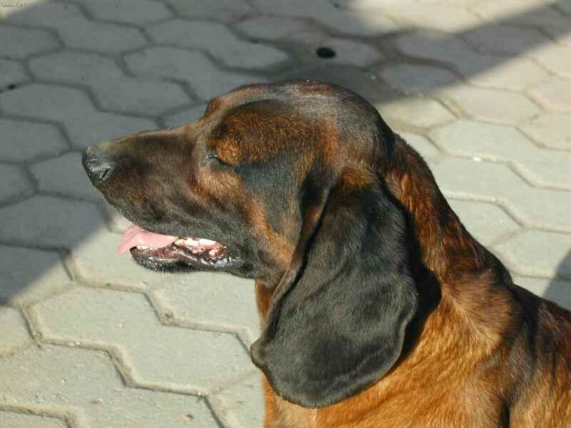 Foto: mil�ek-carinak - muj velikej hafan