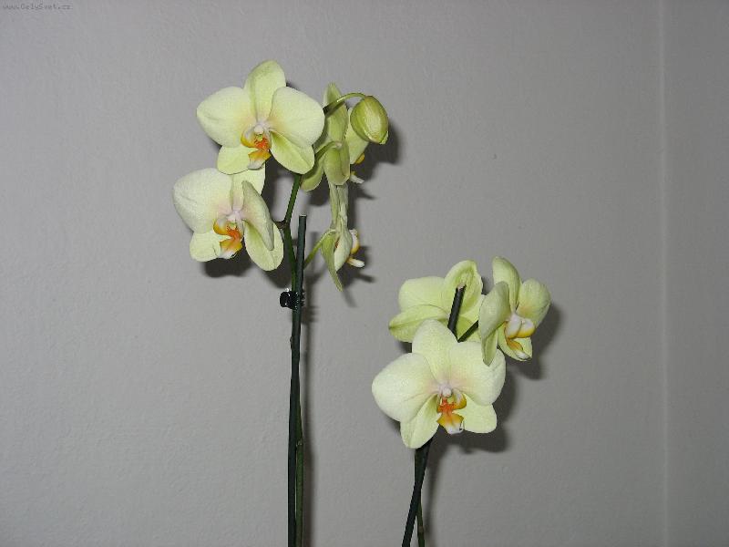 Foto: Orchidej-Dárek k narozeninám