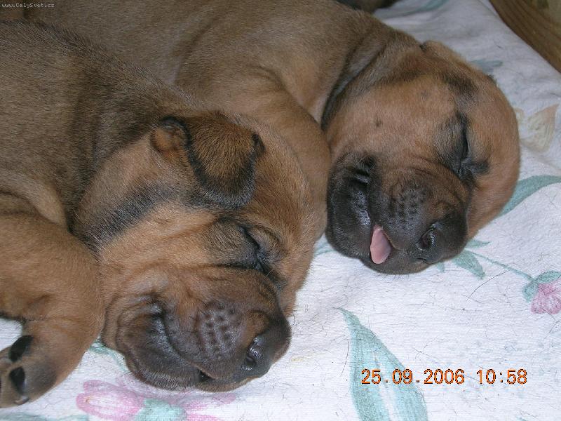 Foto: �t�nata-Chov.st. Tosa Centrum