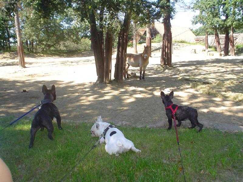 Foto: Gabi&Berry&Tess-Buldo�ci v ZOO