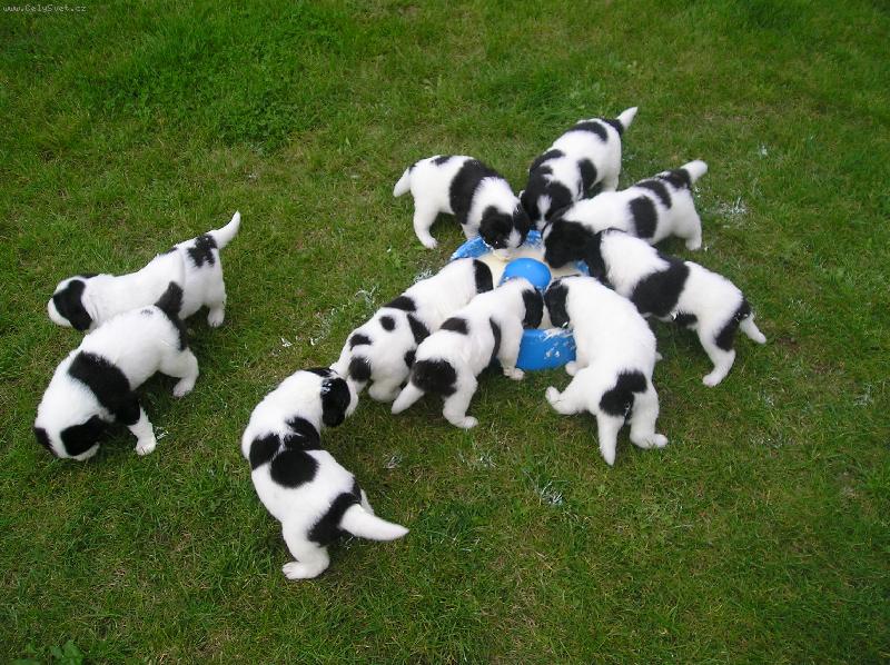 Foto: ALVEMIA-krmen� �t���tek