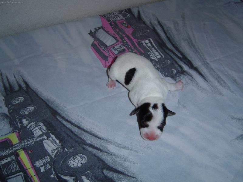 Foto: miminko-tato sle�na bude moje, a� povyroste