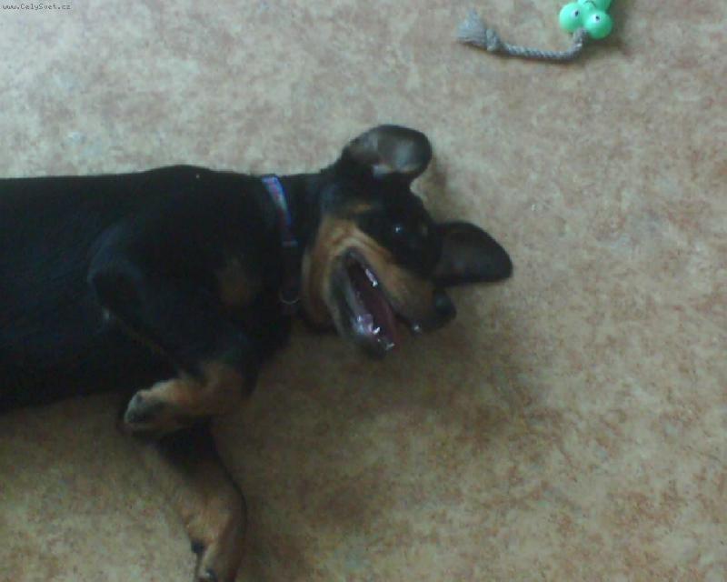 Foto: Butk�sek-Sm�j�c� se netop�r