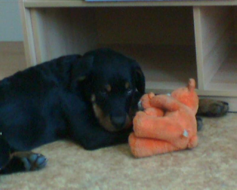 Foto: Butk�sek-Poj� si se mnou hr�t...