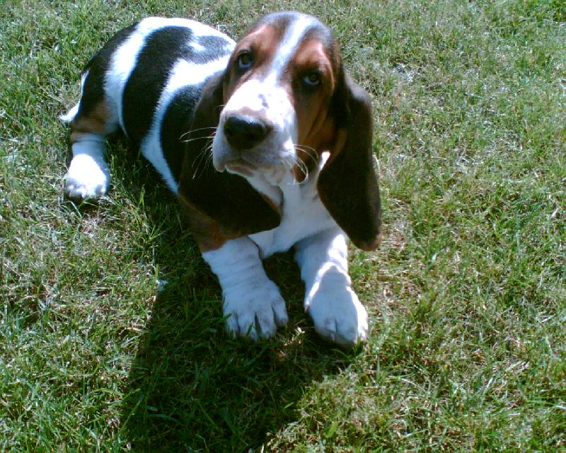 Foto: Nov� �len rodiny-nov� �len na�� rodiny ve v�ku 9 t�dn�