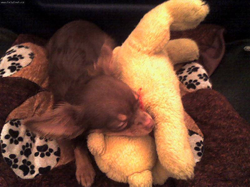 Foto: Magali-bez medv�dka ani r�nu :-)))