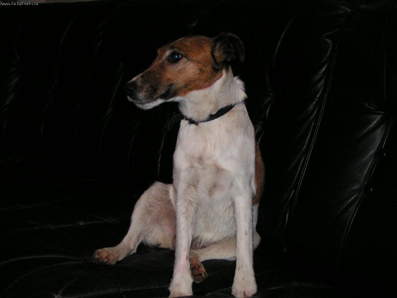 Foto: Sn�mek 008-je to hladkosrst� foxterier je to mazel ma rad deti i do spjele  a ma velkou trmjelivost