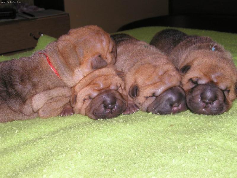 Foto: �arpej� miminka - 1 t�den