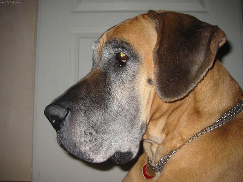 Foto: Vikinka-Vikinka v pln�m o�ek�v�n� co bude ...