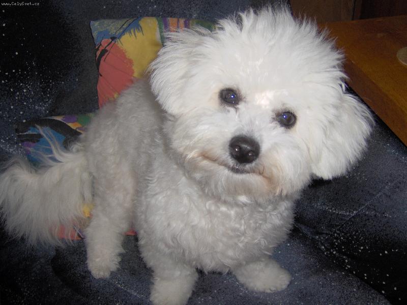 Foto: Bi�on�� hol�i�ka Betynka-To jsem fe�anda, co?