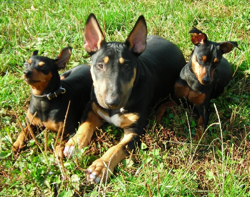 Foto: Trpasli�� pin��ci a Bul�kem-www.pincabull.estranky.cz