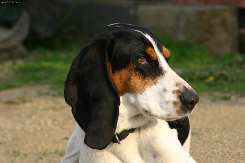 Foto: Enrico Lady Barnett�s