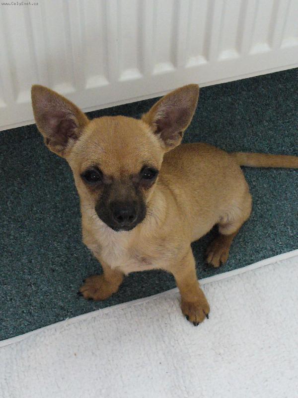 Foto: Fenri (Reino-chi ze S�dlberku)-Tak jak mi to slu�� ?