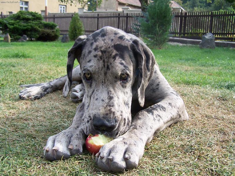 Foto: IGOREK-Jabl��ka , ty m�m r�d