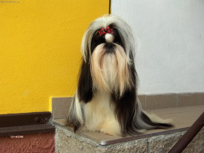 Foto: Narciska z Ivafre