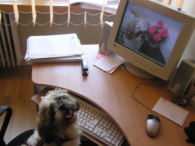 Foto: Cheli-Jeee...ja som v PC!