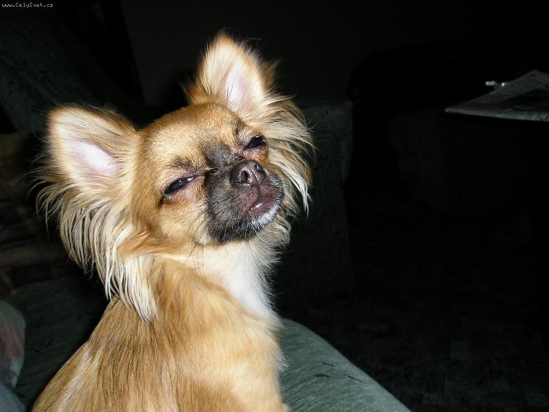 Foto: Jessinka - na�a here�ka