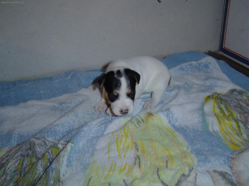 Foto: Nem��eme se do�kat-tak tuto krasavici u� budeme m�t doma za necel� m�s�c