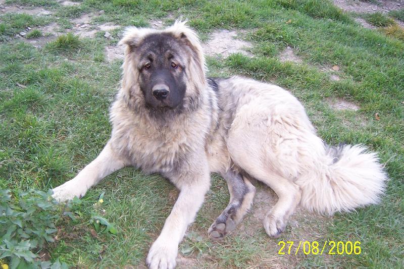 Foto: Kavkazskaia ovtcharka