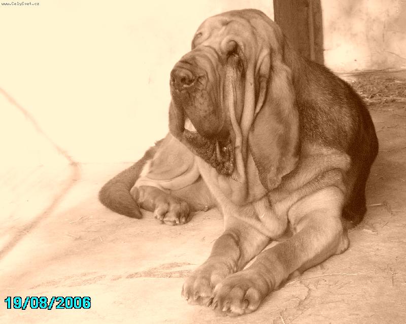 Foto: Bertille Famous Alhavant-d�stojn� d�ma