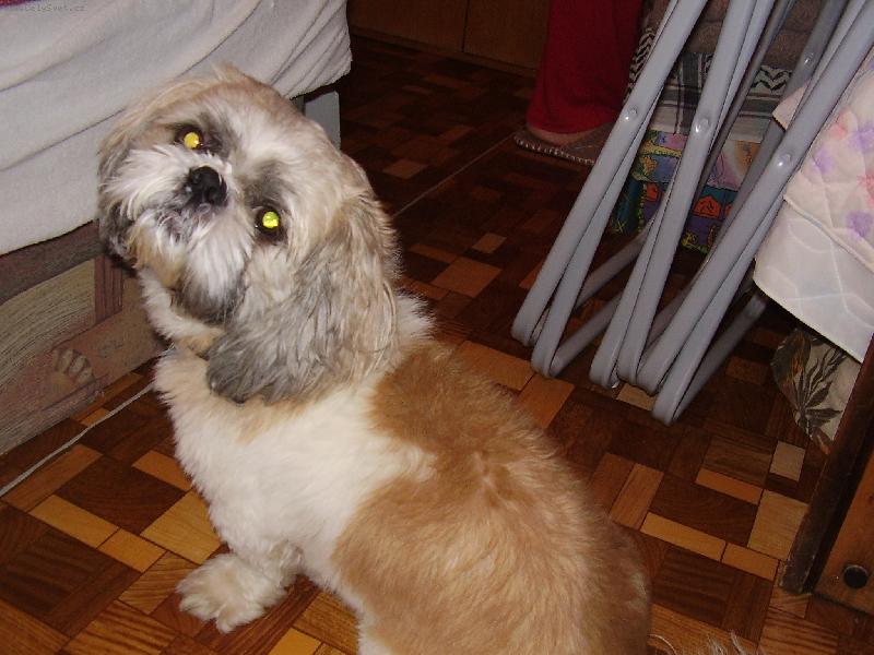 Foto: Fido-Shih-tzu