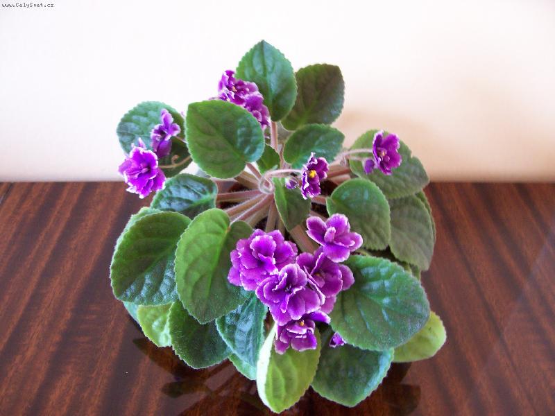 Foto: Africka fialka-Kyti�ka pro poteseni oka