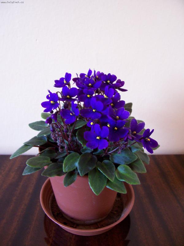 Foto: Africka fialka-Kyti�ka pro poteseni oka