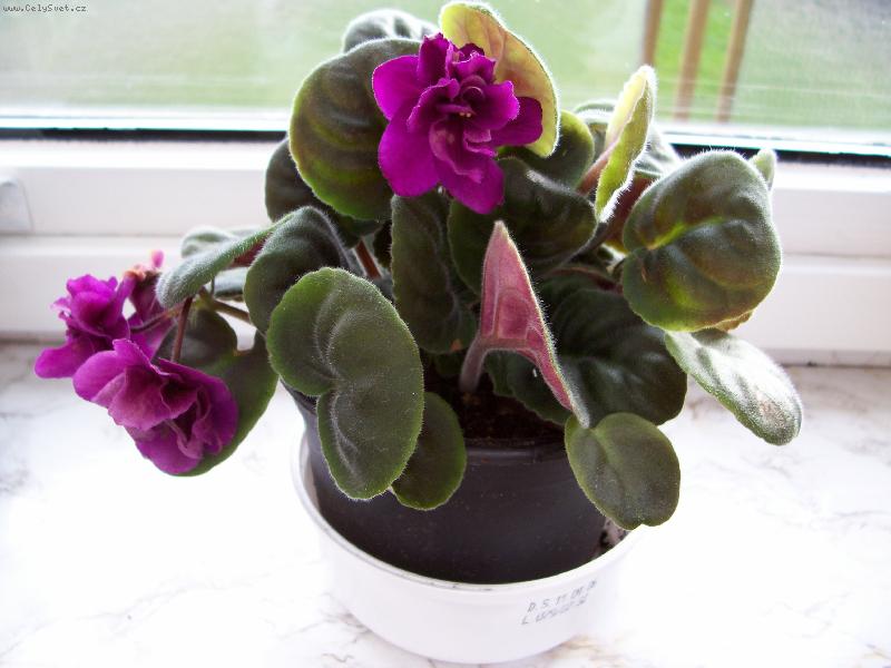 Foto: Africka fialka-Africka fialka