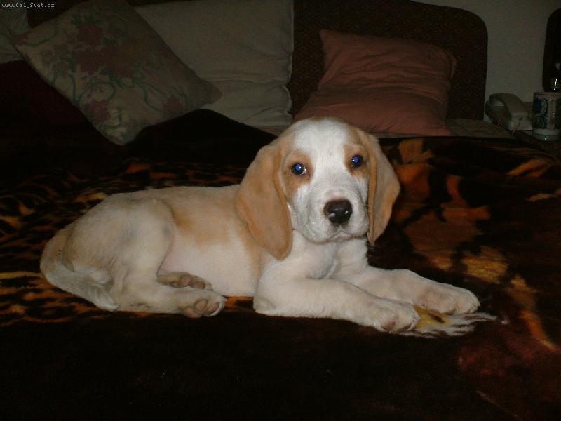 Foto: Beagle - Oskar