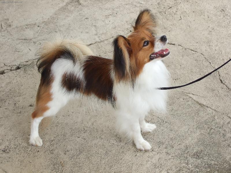 Foto: Anabell Sweet Awillon-V�stavn� postoj na�� krasavice