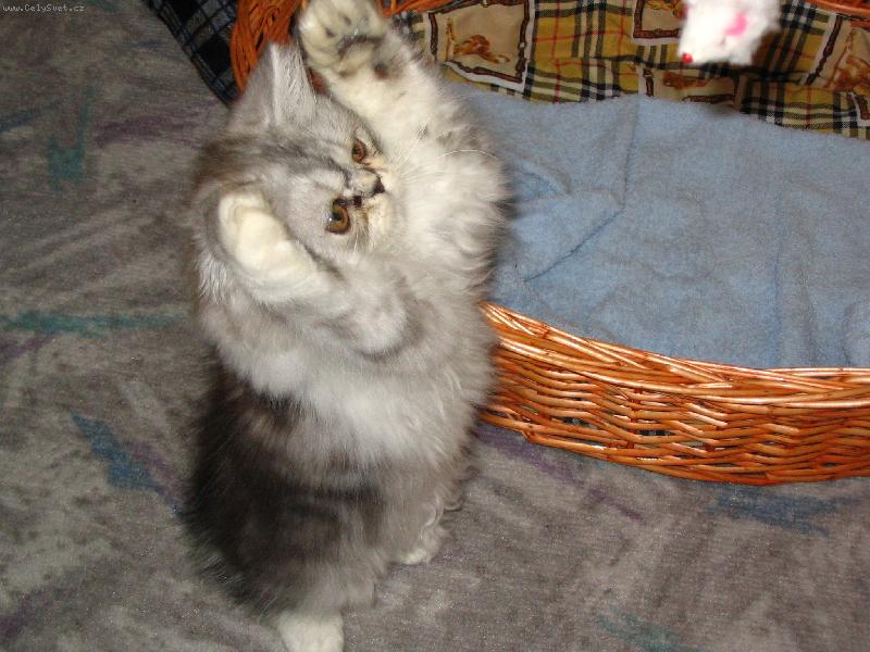 Foto: My�ky - to je moje