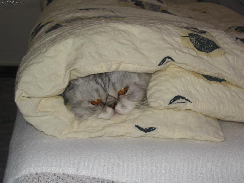 Foto: Schov�van�