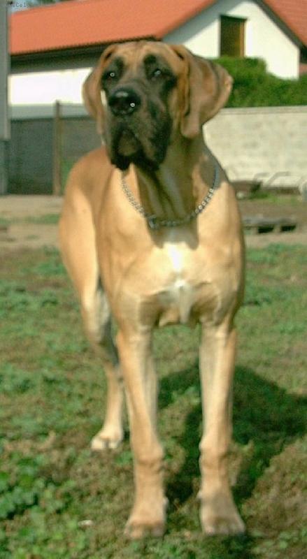 Foto: Yang Di Tor Lupara-ch.s.Rendog