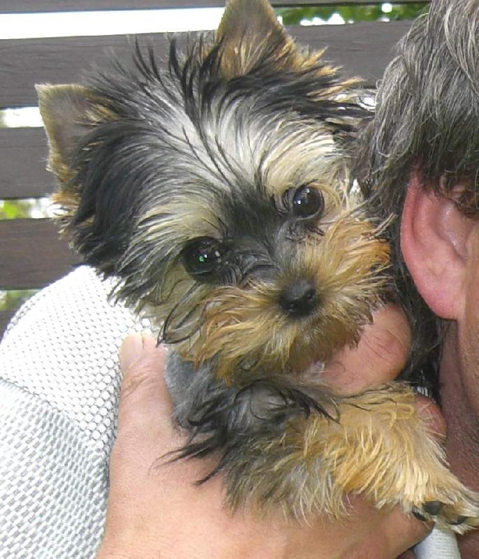 Foto: york��rsk� teri�r