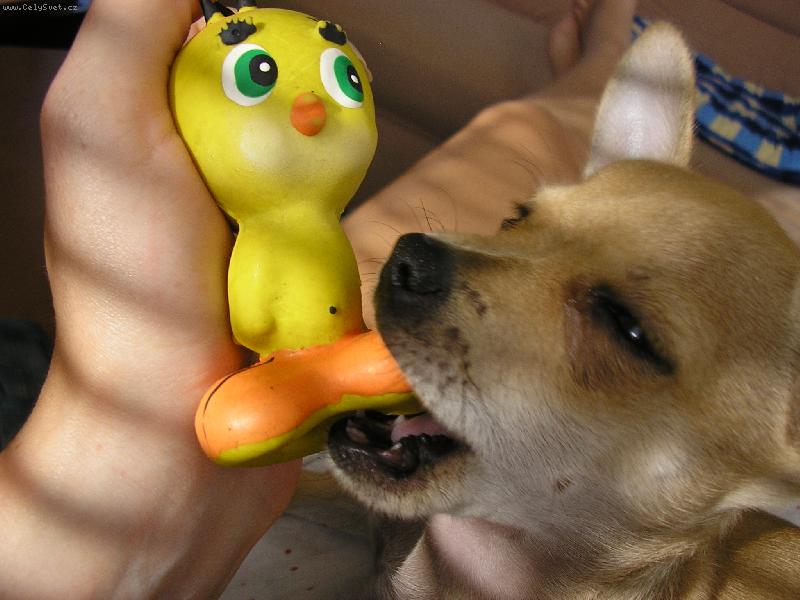 Foto: Denny a nejobl�ben�j�� hra�ka