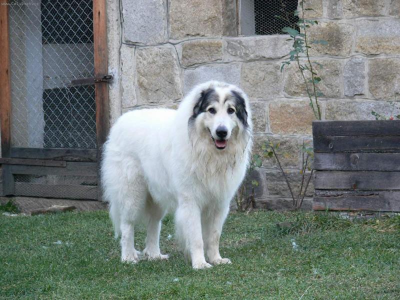 Foto: ICH. CH. Cyro Mountain Almanach-Monty doma