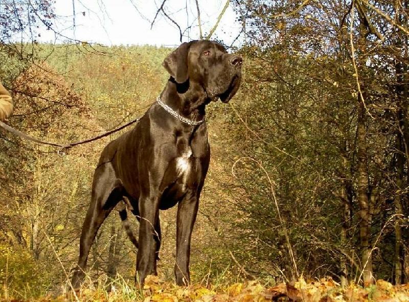 Foto: ICH Wandal Regia Uttis