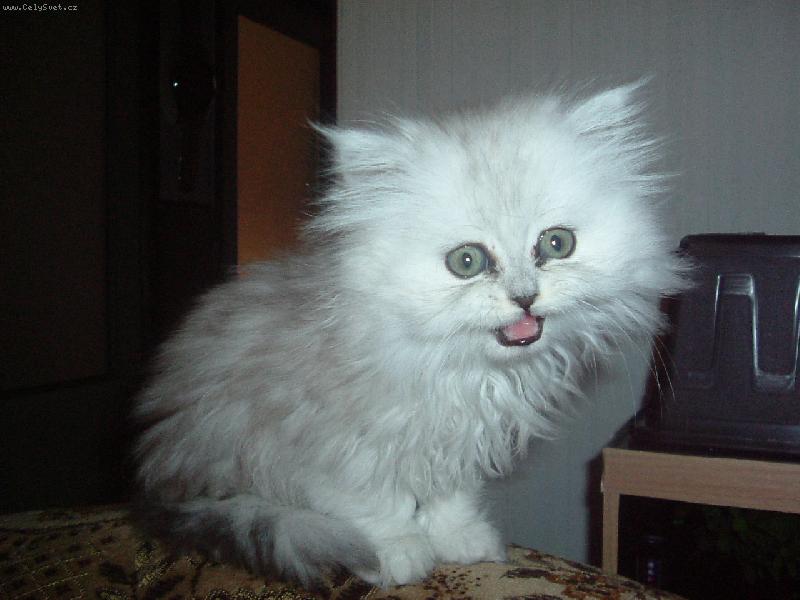 Foto: na�i mazl��ci-ko�i�� miminko...po��dn� ro�tanda :)