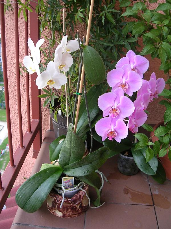 Foto: kv�t i odno�