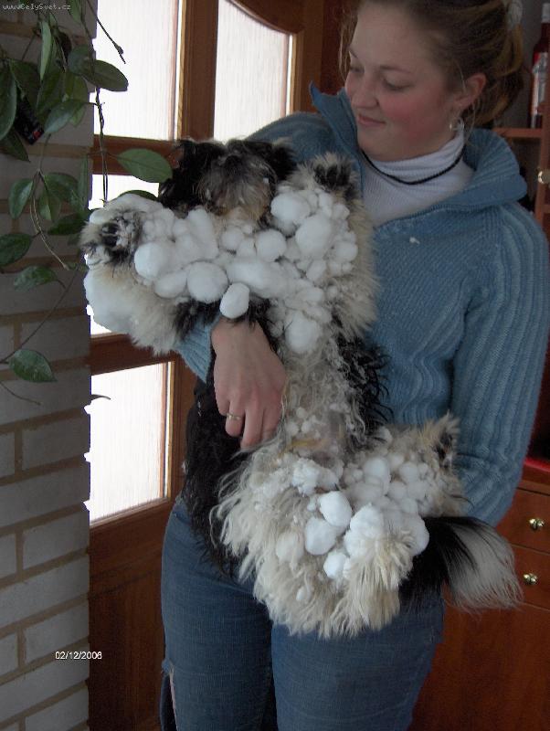 Foto: Orlando z Ivafre-sn�hul�k