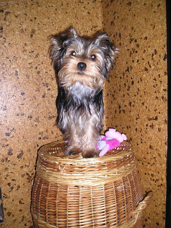 Foto: na ko�i na pr�dlo-jak se tam dostala?