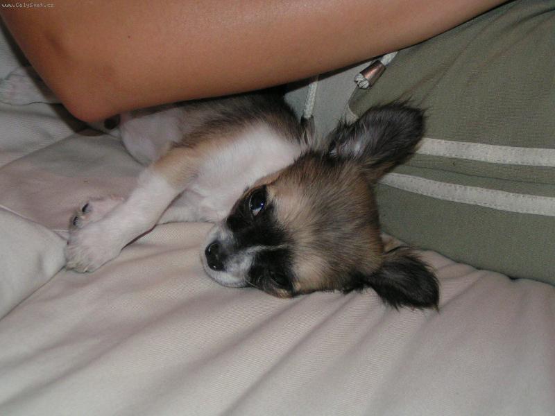 Foto: Elf Balek - Bl�enec