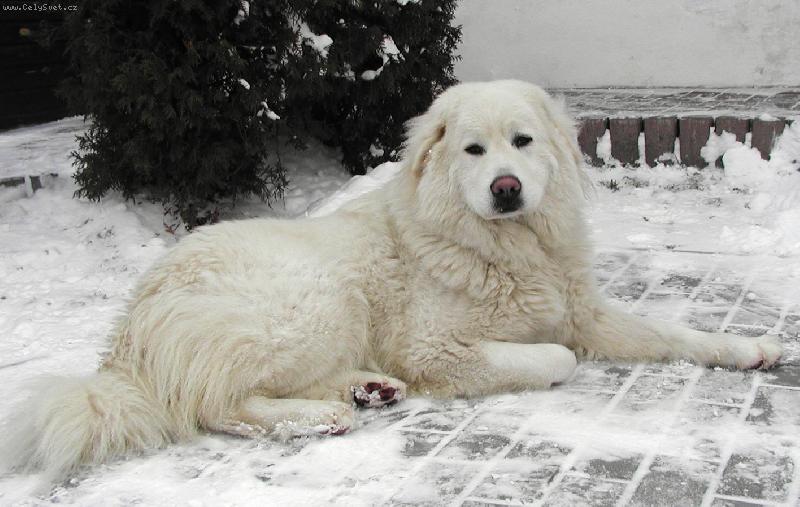 Foto: Herra-Dona z Azgiru-KAVKAZSK� PASTEVECK� PES