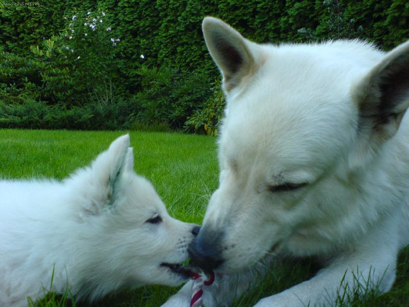 Foto: B�l� �v�carsk� ov��k-Bredy a syn Hakan