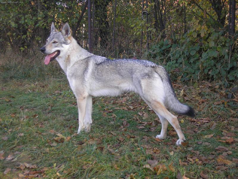 Foto: AIKA z Vl��ho dubu-klubov� v�t�zka