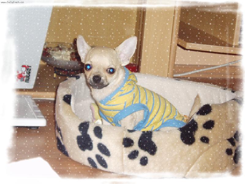 Foto: Sammynek v mikince-..J� to nechci na sob�,sundej mi to:(:(..