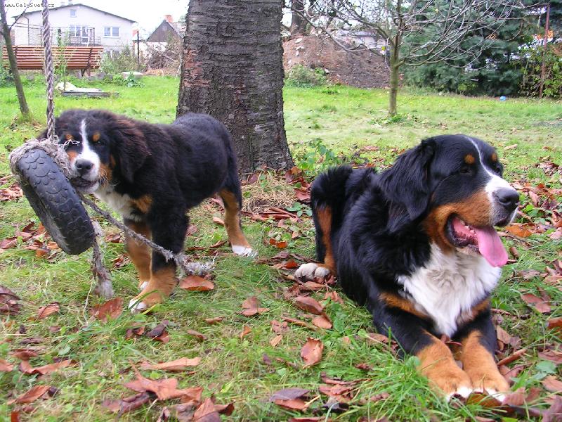 Foto: Max a Sam-nejlep�� kamar�di