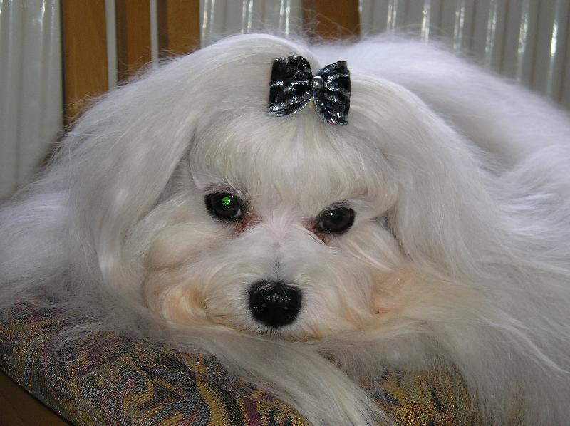 Foto: CMOKY PLEASURE OF FRIENDSHIP